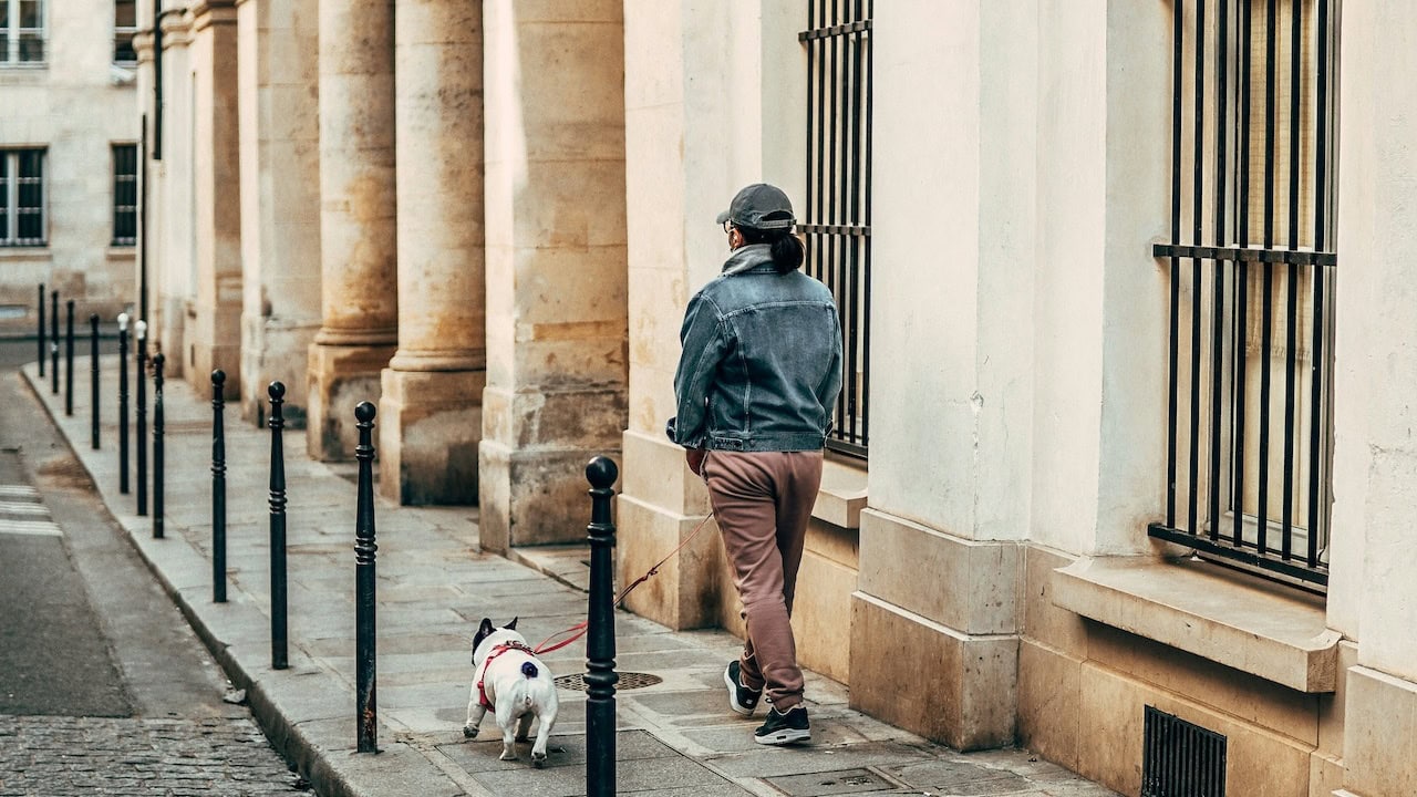 Dog in Paris